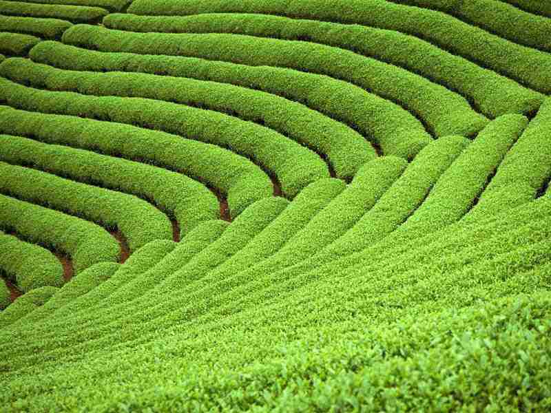 湖南水利水电职业技术学院校花苏晚晴 湖南水利水电职业技术学院校花苏晚晴